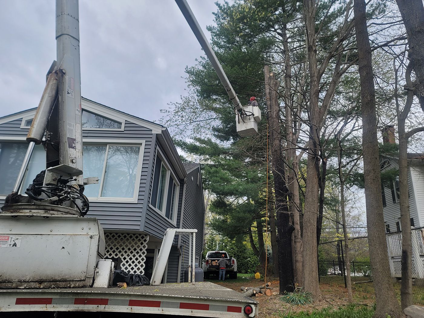 A tree is being trimmed by a worker in a bucket truck next to a gray house.