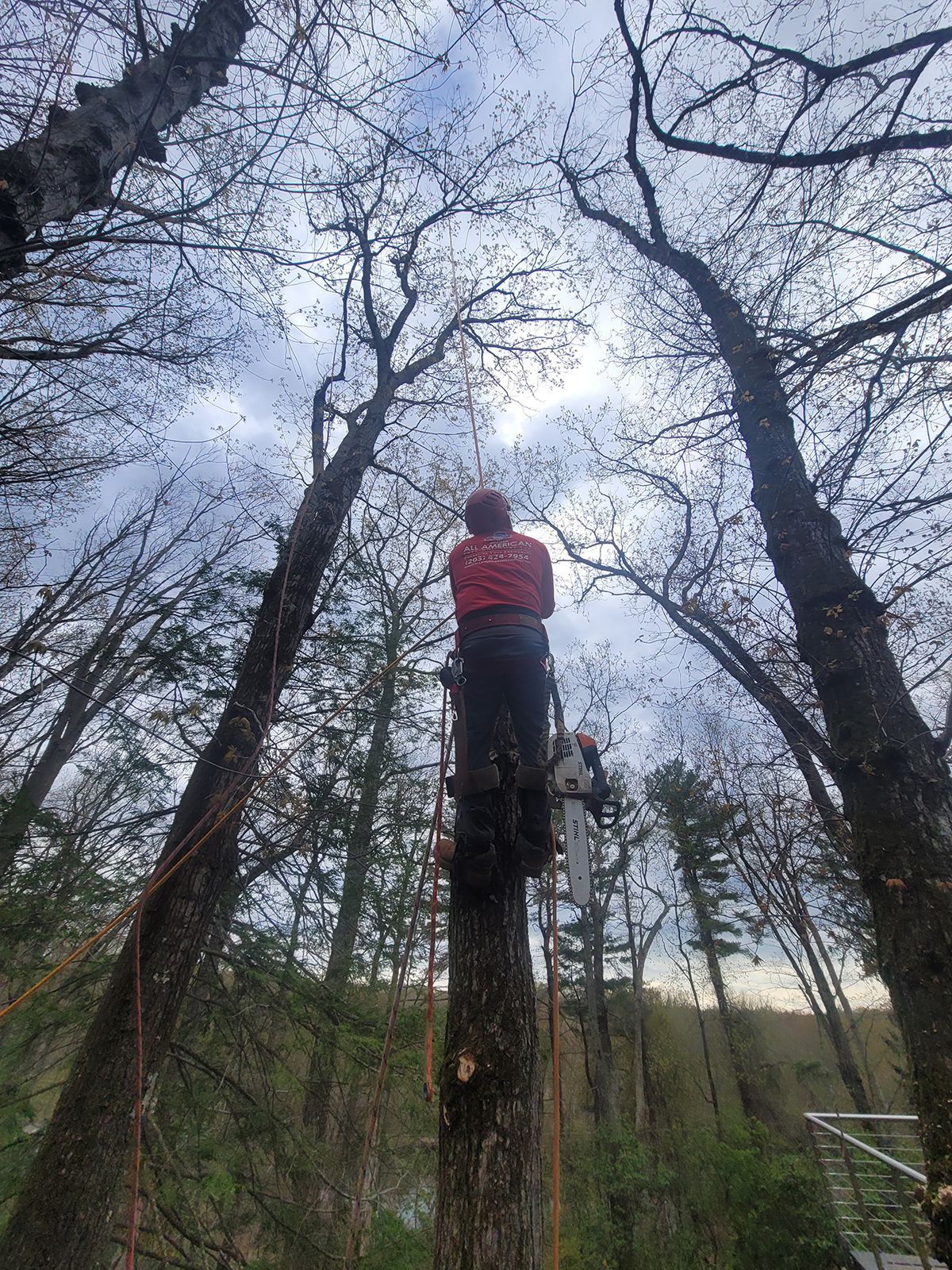 Two tree workers on a tall tree, one sawing, cloudy sky, forest setting.