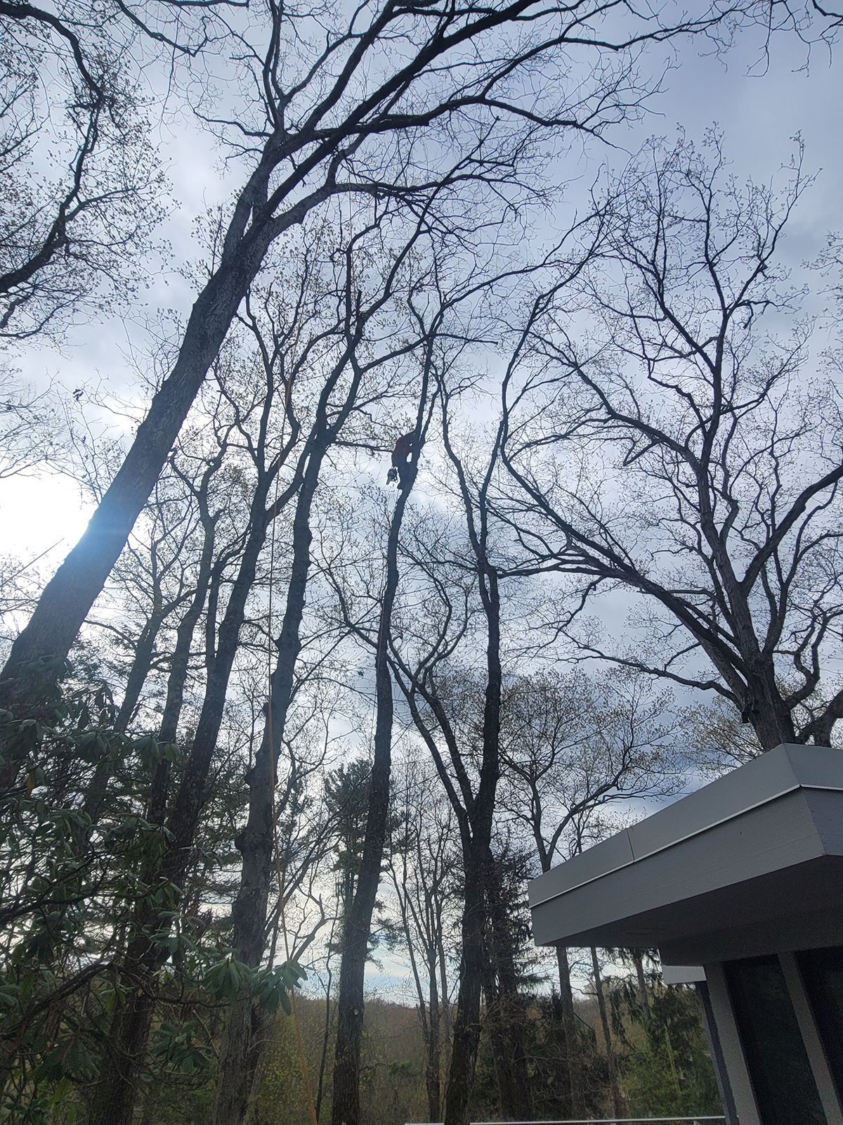 Person in a tree, pruning branches against a cloudy sky, near a building.