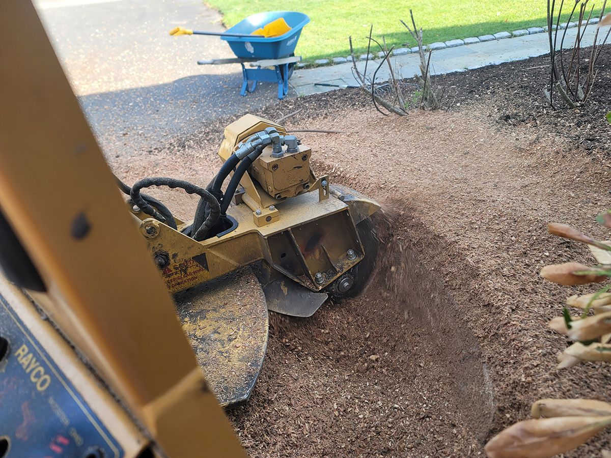 Yellow stump grinder grinding wood chips. Wheelbarrow in the background.