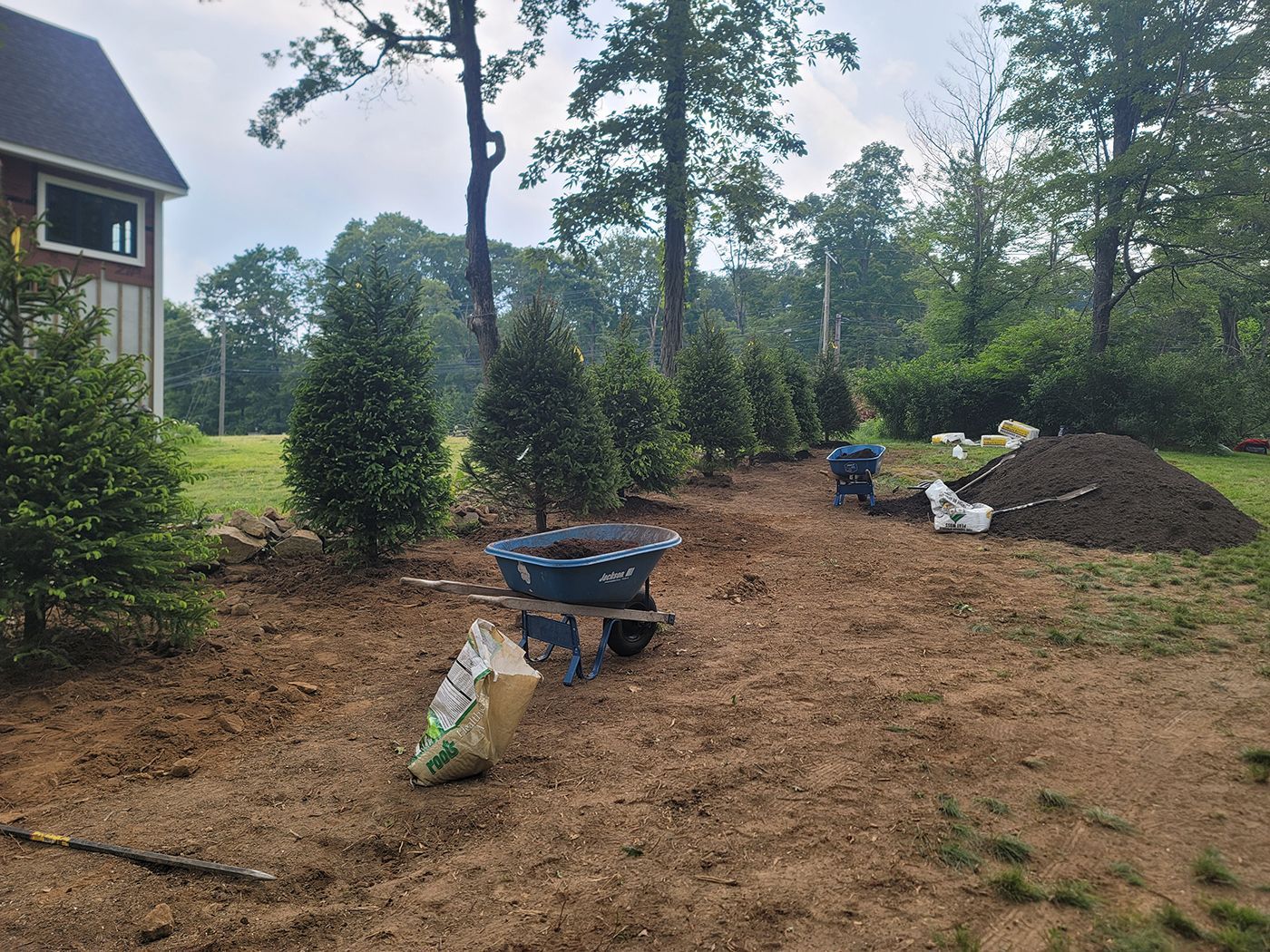 A row of young evergreen trees in a yard, with bags of soil and a wheelbarrow.