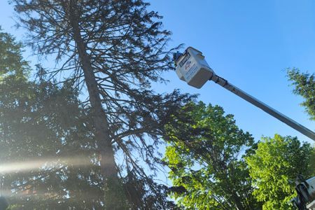 Bucket truck servicing a tall conifer tree against a blue sky.
