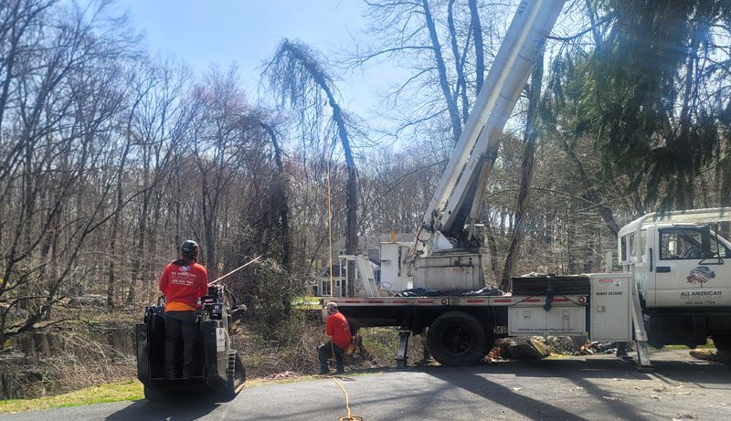 Tree service workers trimming a large, arched tree with a bucket truck in a wooded area on a sunny day.