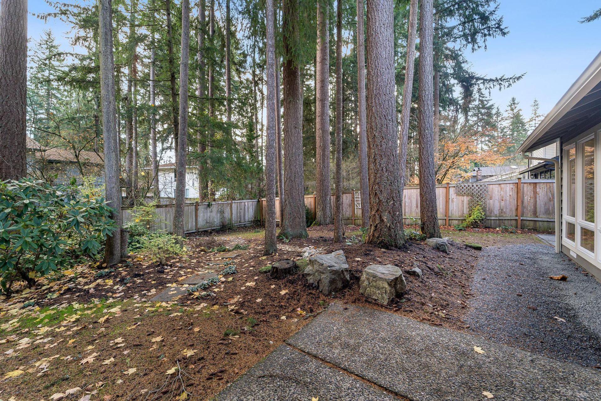 Wooded backyard with tall trees, gravel path, and house exterior on the right