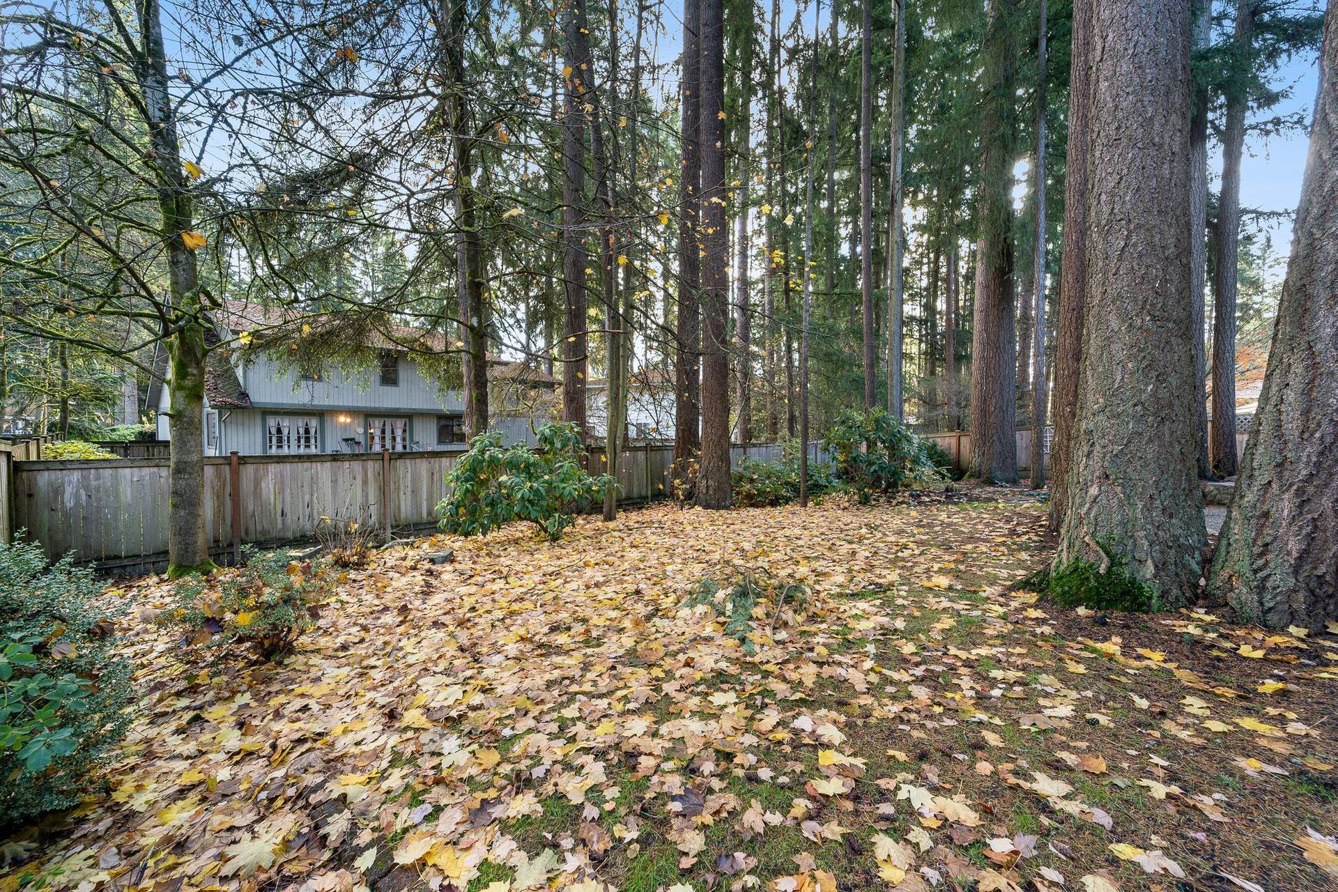 Leaf-covered backyard with tall trees and a house in the background