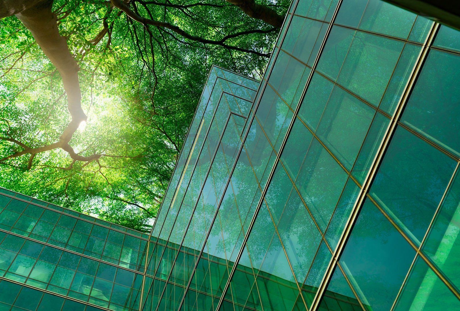 Commercial structure with glass material Looking up at a tree in front of a tall building