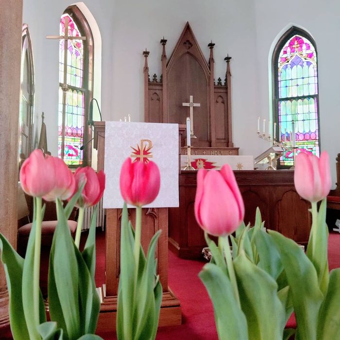 Pink tulips in front of a church altar with stained-glass windows and a red carpet.