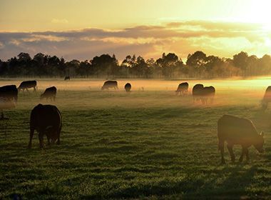 Bunch of Cows Eating Grass — Dean Goodwin Plumbing Pty Ltd in Dapto, NSW