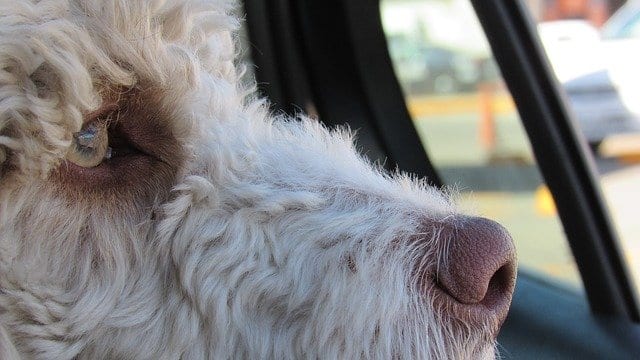 Close-up of a light-colored dog's face; pink nose, pale blue eye, looking out a car window.
