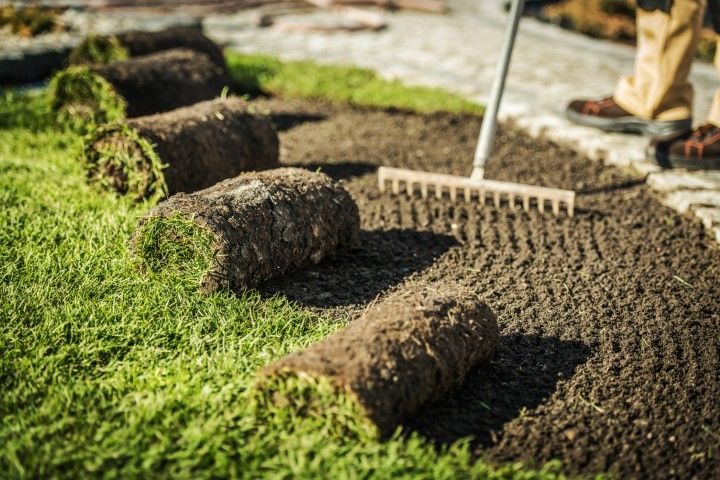 Gardener raking soil around rolled sod strips in a landscaped yard