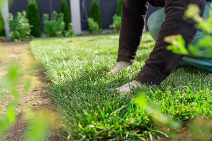 Hands planting or tending grass in a green garden bed outdoors