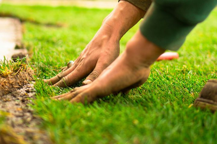 Hands planting grass in green soil outdoors