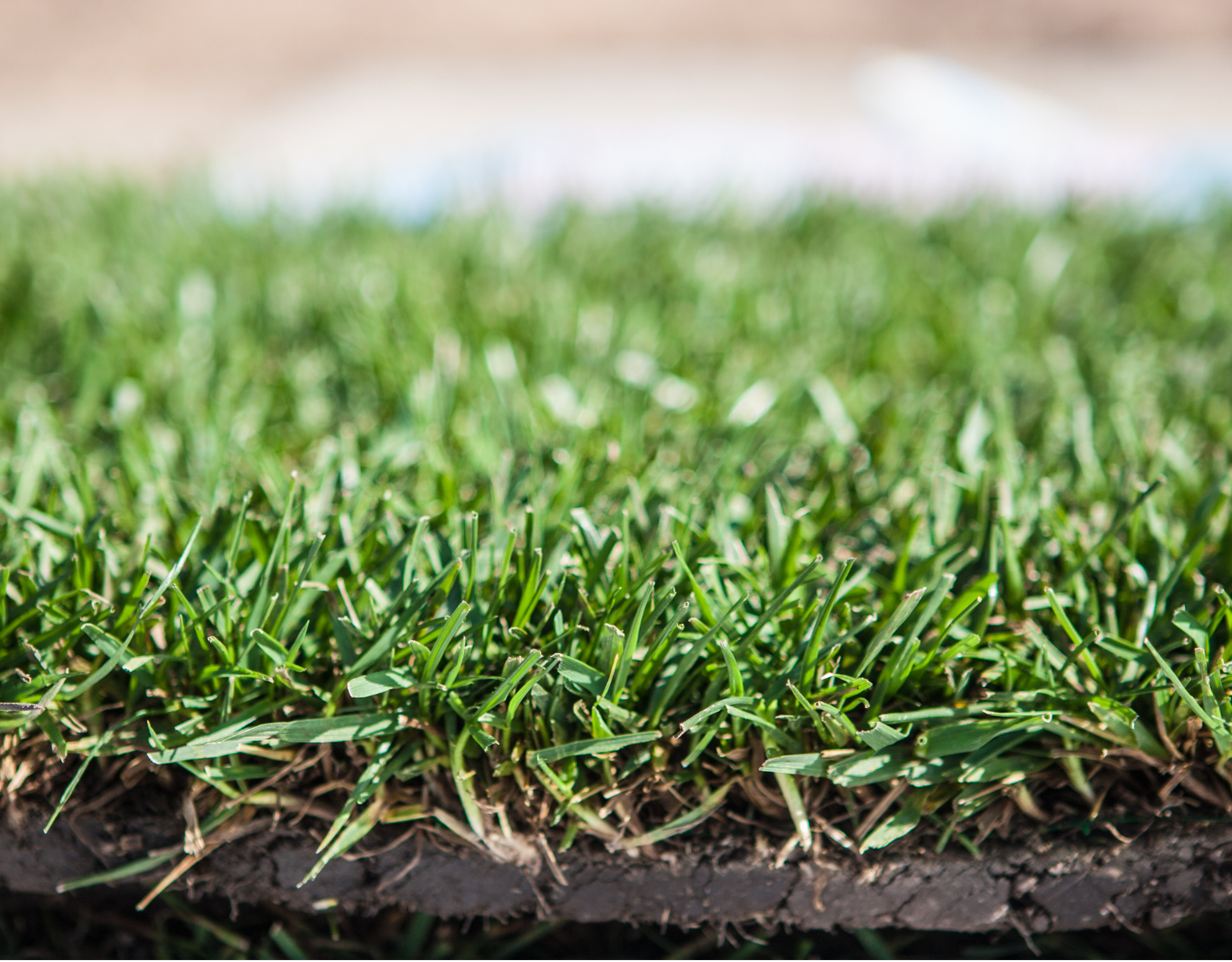 A close up of a piece of artificial grass on a lawn.