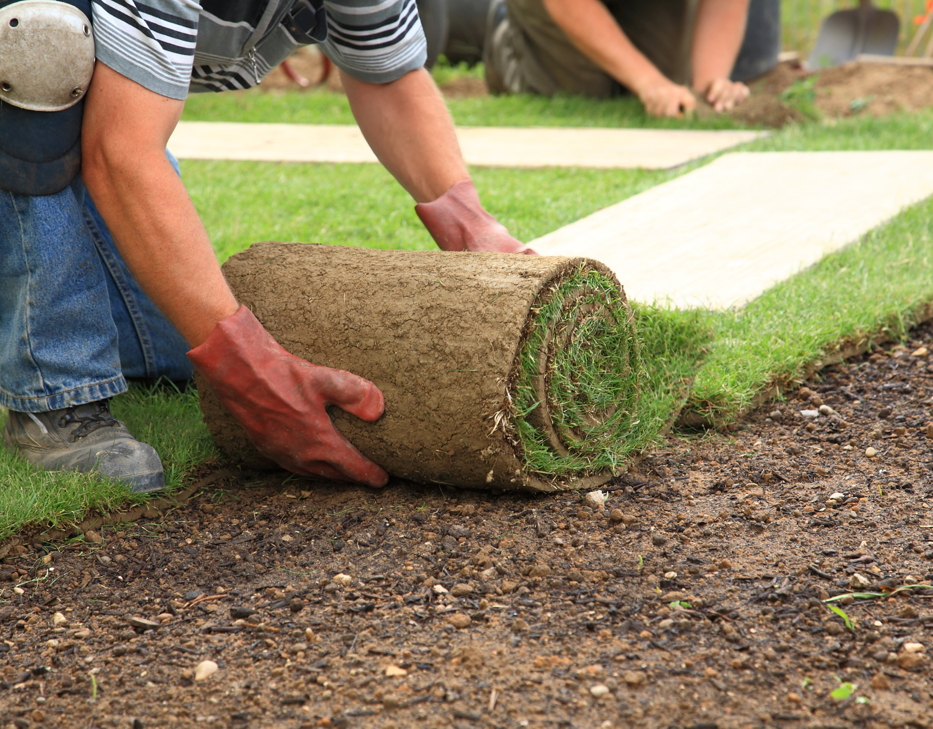 A man is rolling a roll of grass on the ground.