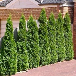 thuja degroot spire DeGroot's Spire Arborvitae Thuja occidentalis False White Cedar  Oakland  Shade Trees & Nursery