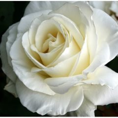 Tuke Roses Roses | Emerald, VIC | Emerald Gardens Nursery
