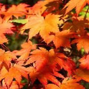 Acer japonicum ‘Vitifolium’ — Emerald, VIC — Emerald Gardens Nursery Acer japonicum ‘Vitifolium’ — Emerald, VIC — Emerald Gardens Nursery
