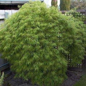 Acer dissectum ‘Viridis’ — Emerald, VIC — Emerald Gardens Nursery Acer dissectum ‘Viridis’ — Emerald, VIC — Emerald Gardens Nursery