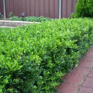 Buxus ‘Korean Box’ — Emerald, VIC — Emerald Gardens Nursery Buxus ‘Korean Box’ — Emerald, VIC — Emerald Gardens Nursery