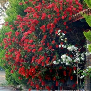 Japanese Maple — Emerald, VIC — Emerald Gardens Nursery