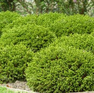 Hebe ‘Emerald Green’ — Emerald, VIC — Emerald Gardens Nursery Hebe ‘Emerald Green’ — Emerald, VIC — Emerald Gardens Nursery