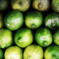 Australian Lime — Emerald, VIC — Emerald Gardens Nursery