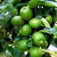 West Indian Lime — Emerald, VIC — Emerald Gardens Nursery
