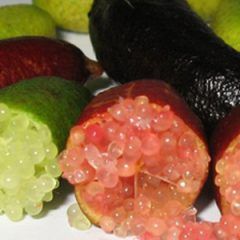 Native Lime — Emerald, VIC — Emerald Gardens Nursery