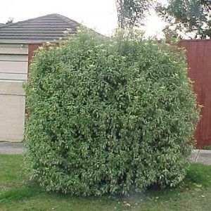 Pittosporum tenuifolium — Emerald, VIC — Emerald Gardens Nursery Pittosporum tenuifolium — Emerald, VIC — Emerald Gardens Nursery