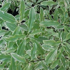 Pittosporum eugeniodides ‘Tarata’ — Emerald, VIC — Emerald Gardens Nursery Pittosporum eugeniodides ‘Tarata’ — Emerald, VIC — Emerald Gardens Nursery