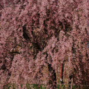 Prunus (Weeping Cherry) — Emerald, VIC — Emerald Gardens Nursery Prunus (Weeping Cherry) — Emerald, VIC — Emerald Gardens Nursery