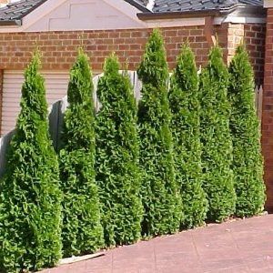 Thuja ‘Smaragd’ — Emerald, VIC — Emerald Gardens Nursery Thuja ‘Smaragd’ — Emerald, VIC — Emerald Gardens Nursery