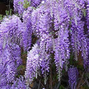 Wisteria ‘Blue Chinese Wisteria’ — Emerald, VIC — Emerald Gardens Nursery Wisteria ‘Blue Chinese Wisteria’ — Emerald, VIC — Emerald Gardens Nursery
