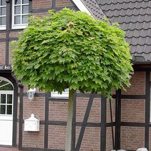 Acer — Emerald, VIC — Emerald Gardens Nursery Acer — Emerald, VIC — Emerald Gardens Nursery