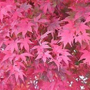 Acer (Maple) — Emerald, VIC — Emerald Gardens Nursery Acer (Maple) — Emerald, VIC — Emerald Gardens Nursery