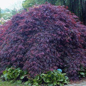 Acer (Maple Tree)— Emerald, VIC — Emerald Gardens Nursery Acer (Maple Tree)— Emerald, VIC — Emerald Gardens Nursery