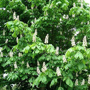 Aesculus — Emerald, VIC — Emerald Gardens Nursery Aesculus — Emerald, VIC — Emerald Gardens Nursery