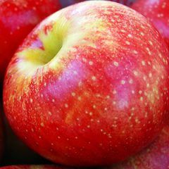 Apple — Emerald, VIC — Emerald Gardens Nursery Apple — Emerald, VIC — Emerald Gardens Nursery