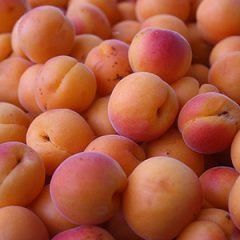 Apricots — Emerald, VIC — Emerald Gardens Nursery Apricots — Emerald, VIC — Emerald Gardens Nursery