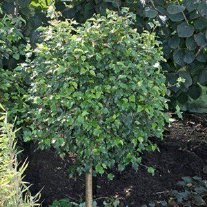 Betula (Birch) — Emerald, VIC — Emerald Gardens Nursery Betula (Birch) — Emerald, VIC — Emerald Gardens Nursery