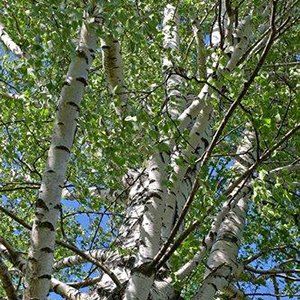 Betula — Emerald, VIC — Emerald Gardens Nursery Betula — Emerald, VIC — Emerald Gardens Nursery