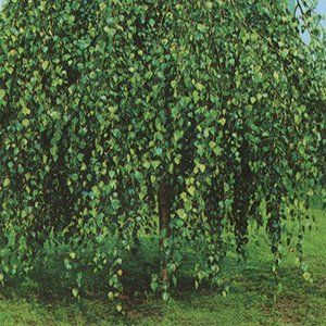 Betula Tree — Emerald, VIC — Emerald Gardens Nursery Betula Tree — Emerald, VIC — Emerald Gardens Nursery