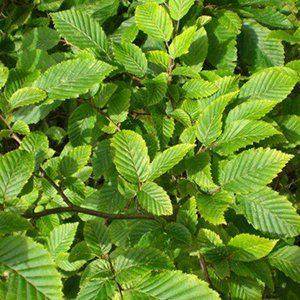 Carpinus — Emerald, VIC — Emerald Gardens Nursery Carpinus — Emerald, VIC — Emerald Gardens Nursery