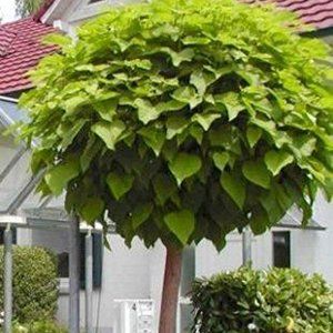 Catalpa — Emerald, VIC — Emerald Gardens Nursery Catalpa — Emerald, VIC — Emerald Gardens Nursery