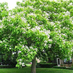 Catalpa — Emerald, VIC — Emerald Gardens Nursery Catalpa — Emerald, VIC — Emerald Gardens Nursery