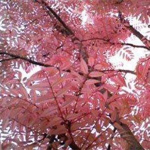 Cedrella — Emerald, VIC — Emerald Gardens Nursery Cedrella — Emerald, VIC — Emerald Gardens Nursery