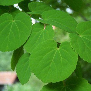 Cercidiphyllum — Emerald, VIC — Emerald Gardens Nursery Cercidiphyllum — Emerald, VIC — Emerald Gardens Nursery