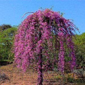 Cercis — Emerald, VIC — Emerald Gardens Nursery Cercis — Emerald, VIC — Emerald Gardens Nursery