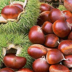 Chestnut — Emerald, VIC — Emerald Gardens Nursery