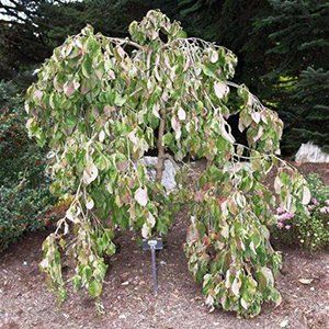 Cornus — Emerald, VIC — Emerald Gardens Nursery Cornus — Emerald, VIC — Emerald Gardens Nursery